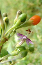 Lycium barbarum, bocktörne