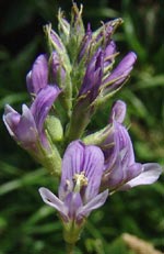 Medicago sativa, humlelusern