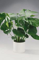 Monstera deliciosa, monstera