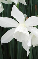 Narcissus