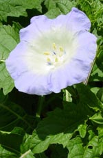 Nicandra physalodes, ballongblomma