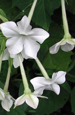 Nicotiana alata, tobak