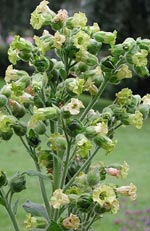 Nicotiana rustica