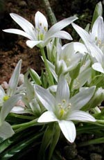 Ornithogalum umbellatum, morgonstjärna