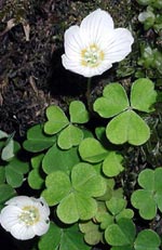 Oxalis acetosella, harsyra