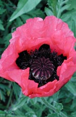 Papaver, vallmo