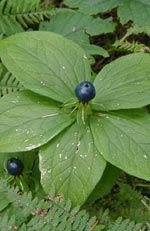 Paris quadrifolia, ormbär