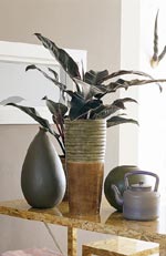 Philodendron-arter, filodendron