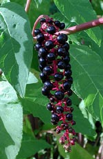 Phytolacca americana, kermesbär