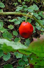 Podophyllum peltatum, fotblad