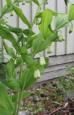 Polygonatum, rams