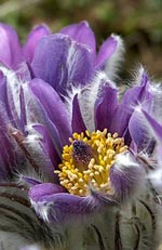 Pulsatilla