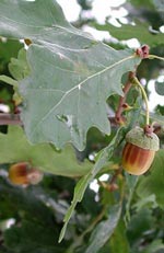 Quercus robur, ek