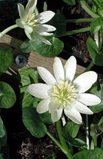 Ranunculus ficaria