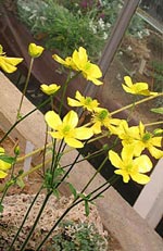 Ranunculus rupestris