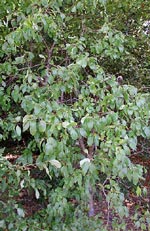 Rhamnus cathartica, getapel