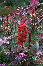 Ricinus communis, ricin