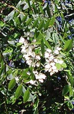 Robinia pseudoacacia, robinia