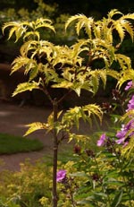 Sambucus racemosa, druvfläder