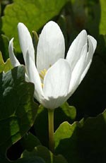 Sanquinaria canadense, blodört