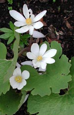 Sanquinaria canadense, blodört