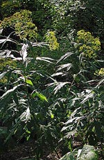 Senecio cannabifolius