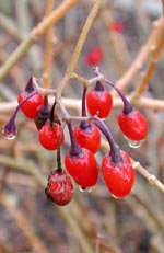 Solanum dulcamara