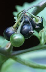 Solanum nigrum