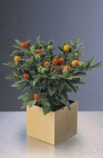 Solanum pseudocapsicum