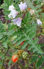 Solanum sisymbriifolium