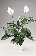 Spathiphyllum floribundum, fredskalla