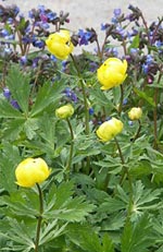 Trollius europaeu, smörboll