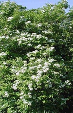 Viburnum, olvon