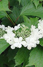 Viburnum sargentii, olvon