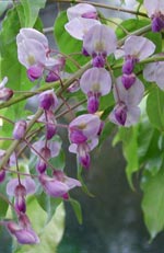 Wisteria, blåregn