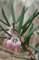 Andromeda polifolia, rosling giftig myrväxt i ljungfamiljen
