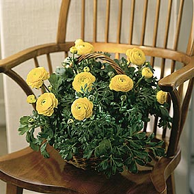 Ranunculus hybrid