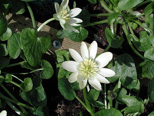 Ranunculus ficaria