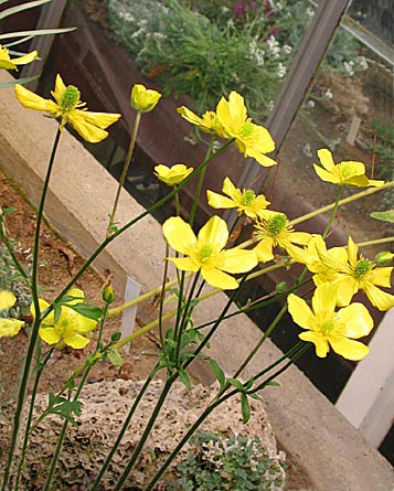 Ranunculus rupestris