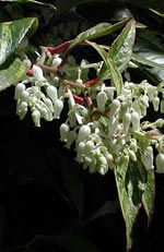 Leucothoe, vinterrosling giftig prydnadsbuske i ljungfamiljen