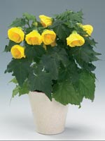 Klockmalva, Abutilon x hybridum