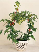 Lyktmalva, Abutilon megapotamicum