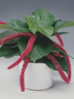 Kattsvans, Acalypha hispida