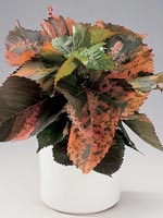 Mosaikblad, Acalypha wilkesiana hybrid