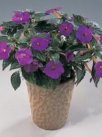 Femöring, Achimenes hybrida