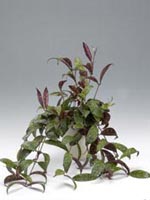 Purpurfackla, Aeschynanthus marmoratus