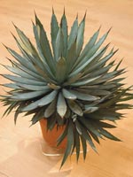 Agave, Agave macroacantha