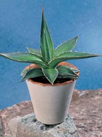 Agave, Agave-Mix