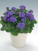 Bukettageratum, Ageratum houstonianum