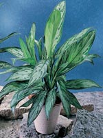 Silverkalla, Aglaonema commutatum